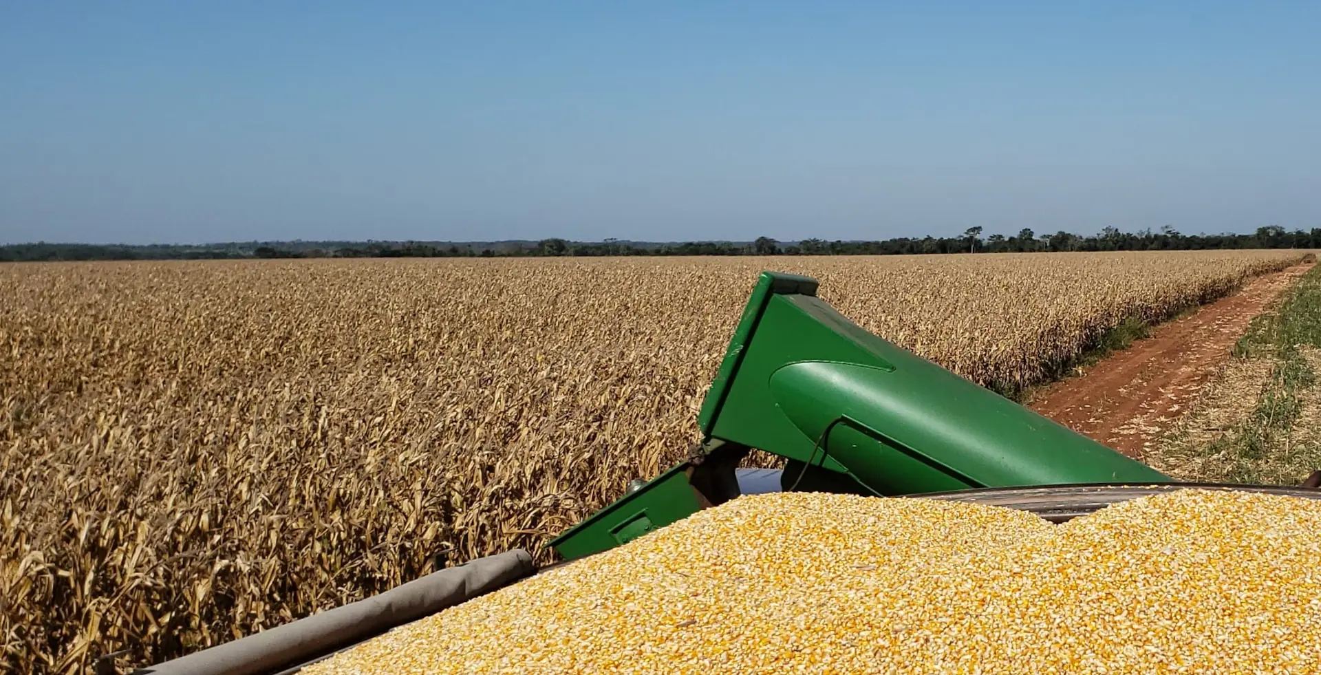 Campo agrícola fondo