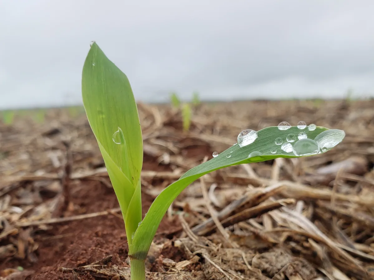 Ganado e insumos agrícolas